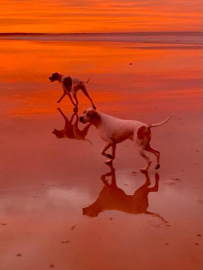 Paws By The Sea - The Pawfect Escape, Ocean Grove